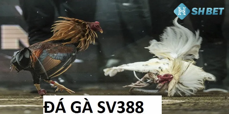 Đá Gà SV388